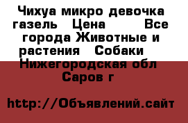 Чихуа микро девочка газель › Цена ­ 65 - Все города Животные и растения » Собаки   . Нижегородская обл.,Саров г.